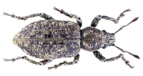 Réf. 253 733 : Cycloderes corsicus